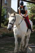 Mare Percheron For sale 2013 Grey