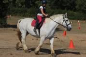 Mare Percheron For sale 2013 Grey