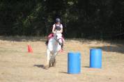 Mare Percheron For sale 2013 Grey