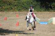 Mare Percheron For sale 2013 Grey