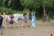 Mare Percheron For sale 2013 Grey