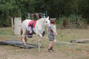 Mare Percheron For sale 2013 Grey