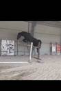 Cheval d&rsquo;exception 