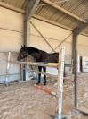 Cheval d&rsquo;exception 