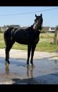 Cheval d&rsquo;exception 