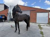 Cheval pour cavalier(&egrave;re) professionnel