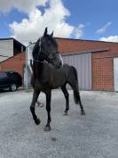 Cheval pour cavalier(&egrave;re) professionnel