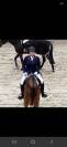 Cheval professeur 