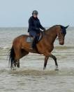 Cheval professeur 