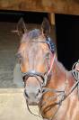Poney ma&icirc;tre d&rsquo;&eacute;cole 