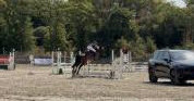 Poney ma&icirc;tre d&rsquo;&eacute;cole 
