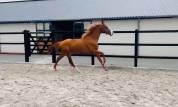 U2 VS | KWPN | &Eacute;TALON ENTIER | DRESSAGE & OBSTACLE