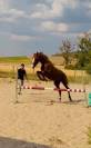 U2 VS | KWPN | &Eacute;TALON ENTIER | DRESSAGE & OBSTACLE