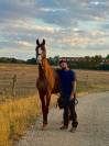 U2 VS | KWPN | &Eacute;TALON ENTIER | DRESSAGE & OBSTACLE