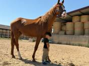 U2 VS | KWPN | &Eacute;TALON ENTIER | DRESSAGE & OBSTACLE
