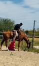 U2 VS | KWPN | &Eacute;TALON ENTIER | DRESSAGE & OBSTACLE