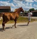 U2 VS | KWPN | &Eacute;TALON ENTIER | DRESSAGE & OBSTACLE