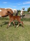 Pouliche origines sport SF x Z