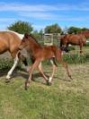 Pouliche origines sport SF x Z