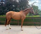 Pythagore, 5ans, super t&ecirc;te, pr&ecirc;t sur un parcours 1m15
