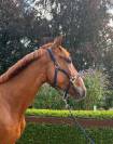 Pythagore, 5ans, super t&ecirc;te, pr&ecirc;t sur un parcours 1m15