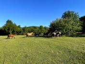 Pension au pr&eacute; &agrave; l'ELEVAGE DU CORVAL (Joigny 89)