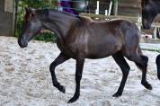 Pantera du Corval jolie pouliche PRE PP noire de 2025
