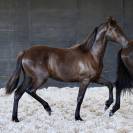 Pantera du Corval jolie pouliche PRE PP noire de 2025