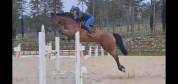 Jument BWP 10 ans CSO