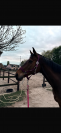 Lovely all-rounder Damavand for sale