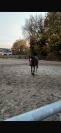 Lovely all-rounder Damavand for sale