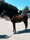 Lovely all-rounder Damavand for sale