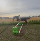 POULAIN PIE 1AN CCE