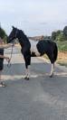 POULAIN PIE 1AN CCE