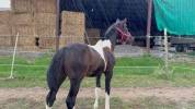 POULAIN PIE 1AN CCE