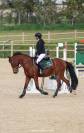 pony in vendita