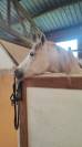 Cheval hongre