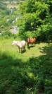 Cheval hongre