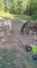 Cheval hongre