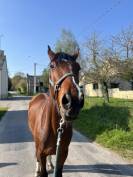 Jimmy Sun &ndash; Trotteur Fran&ccedil;ais &ndash; 7 ans