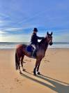Jimmy Sun &ndash; Trotteur Fran&ccedil;ais &ndash; 7 ans