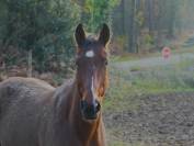 Jimmy Sun &ndash; Trotteur Fran&ccedil;ais &ndash; 7 ans
