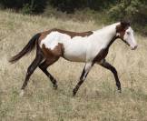Hongre Paint Horse 