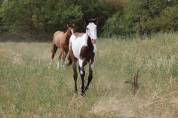Hongre Paint Horse 