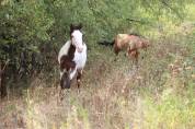 Hongre Paint Horse 