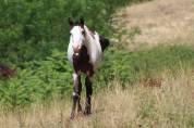 Hongre Paint Horse 