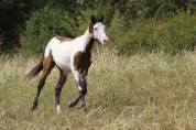 Hongre Paint Horse 