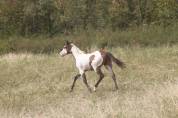 Hongre Paint Horse 