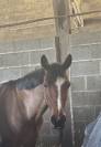 Ponette de grand prix &agrave; louer 