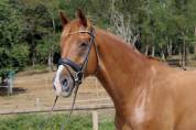 Gelding Oldenburg For sale 2018 Chesnut